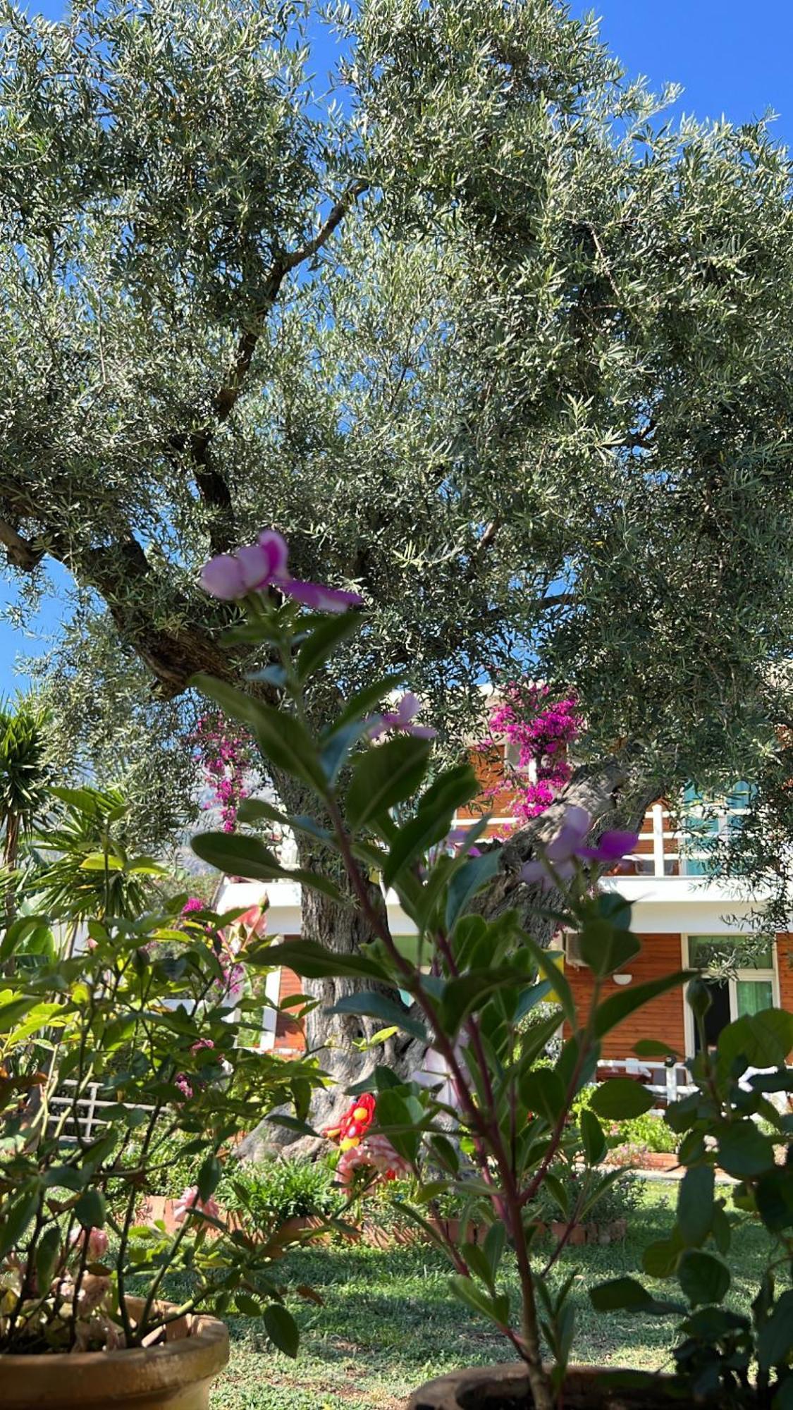 Hotel Jon Dhërmi Dış mekan fotoğraf